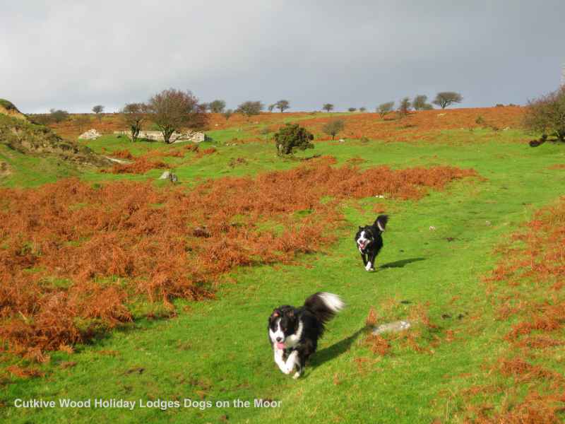 Dog Friendly Holidays Cornwall