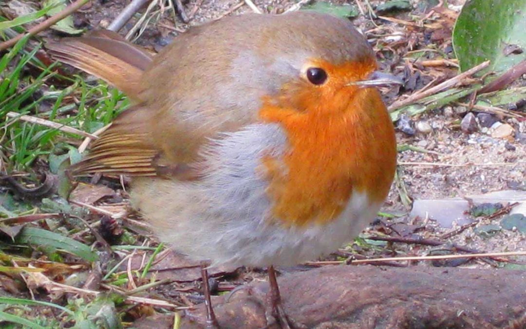 Happy New Year from Cutkive Wood Cornwall Holiday Lodges