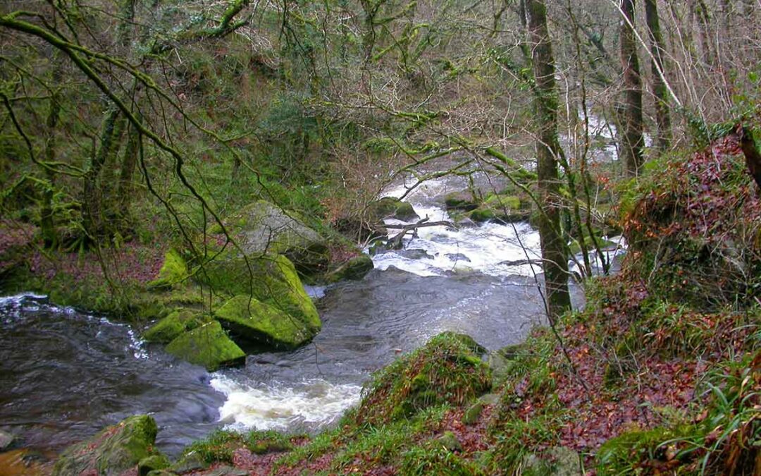 Cutkive-Wood-Holiday-Lodges-Golitha-Falls