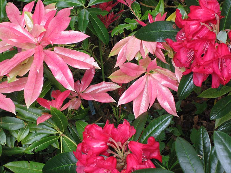 Cutkive Wood Holiday Lodges Rhodedendron