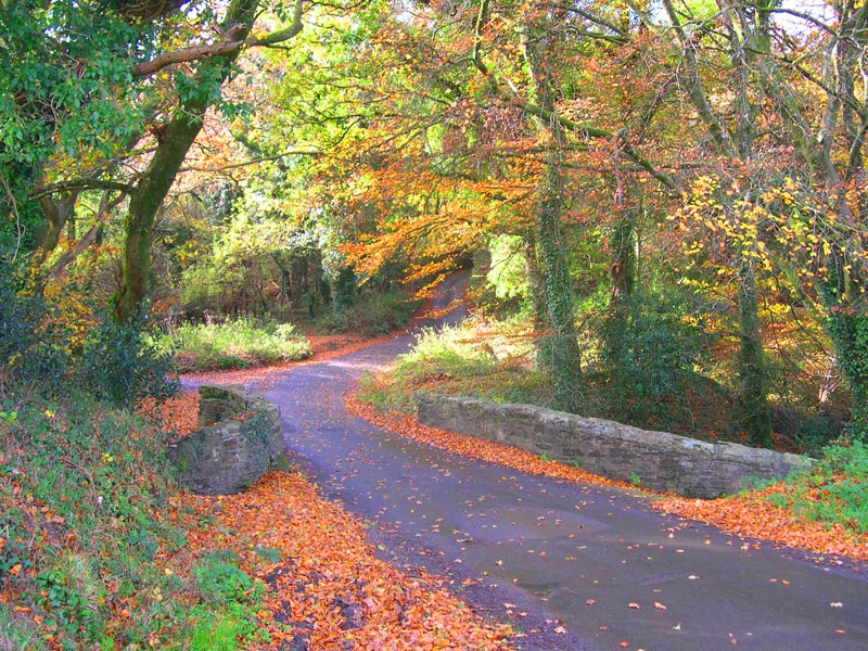 Cutkive-Wood-Autumn-Leaves